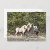 Big Horn Sheep Trio Postkarte (Vorne/Hinten)