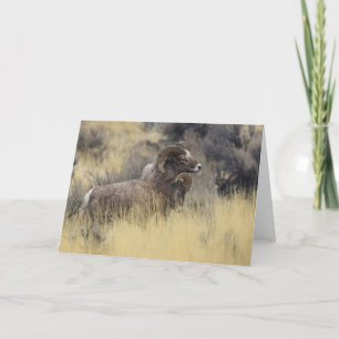 Big Horn Sheep, Wyoming Feiertagskarte