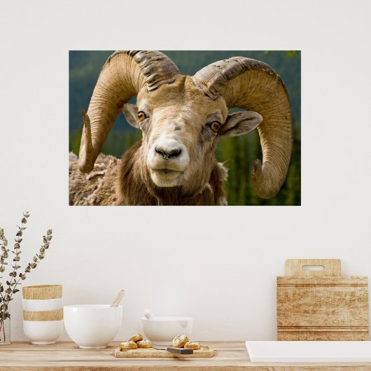 Big Horned Sheep Poster (Küche)