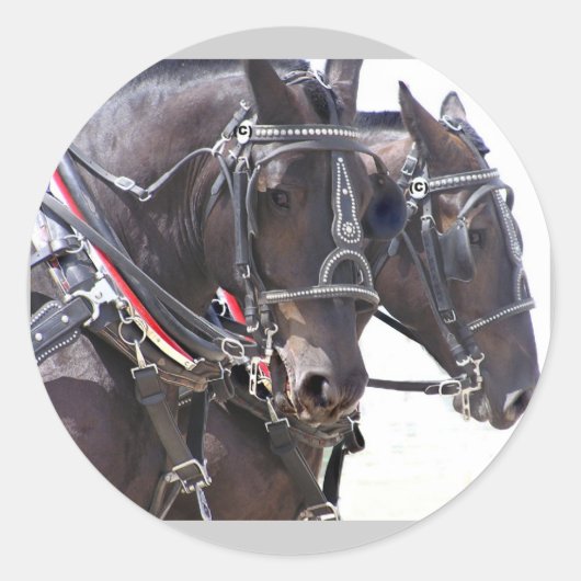 Big Horses Stickers (Vorderseite)