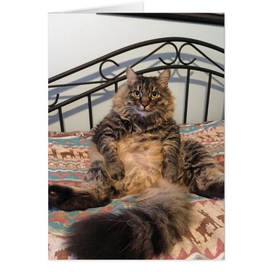 Big Huggable Cat Blank Card (Vorne)