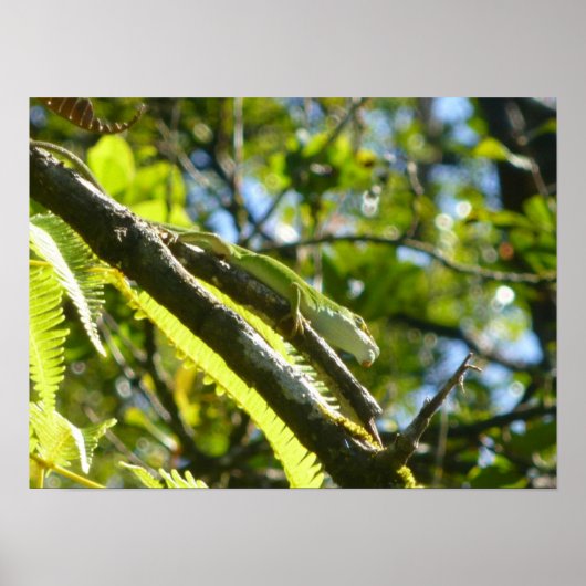 BIG ISLAND GECKO POSTER (Vorne)
