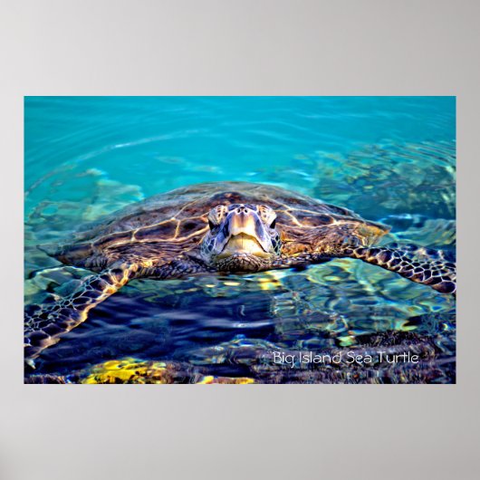 Big Island Turtle Poster (Vorne)