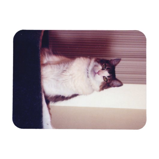 Big Kitty Magnet (Horizontal)