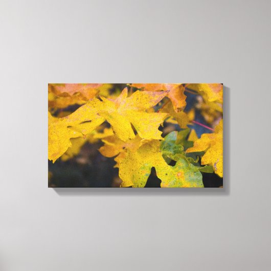 Big Leaf Ahorn Wrapped Canvas 2 Leinwanddruck (Vorderseite)