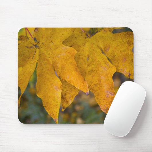 Big Leaf Maple Mousepad (Mit Mouse)