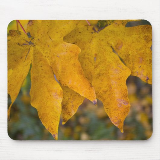 Big Leaf Maple Mousepad (Vorne)