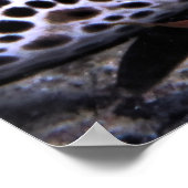 Big Leopard Moray Poster (Ecke)