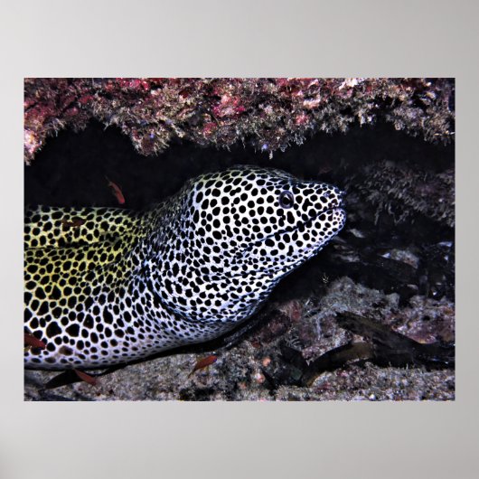 Big Leopard Moray Poster (Vorne)