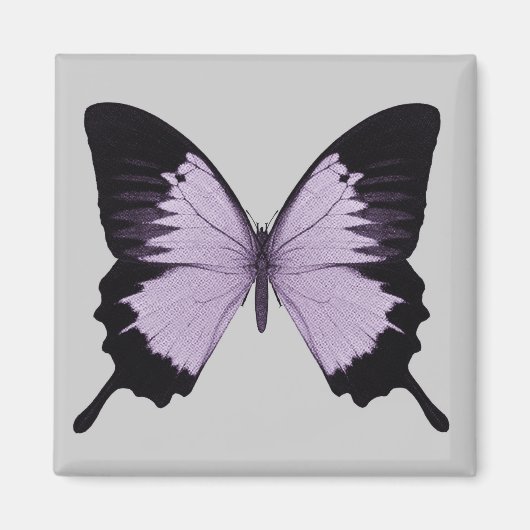 Big Lila & Black Butterfly Magnet (Vorne)
