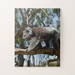 Big Male Australian Koala, Puzzle