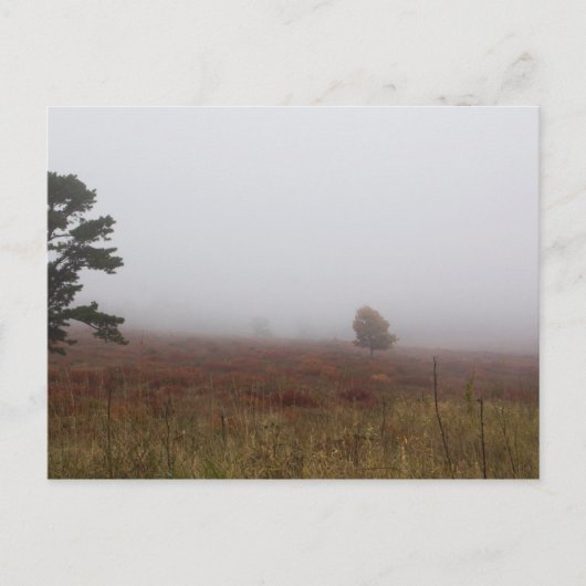 Big Meadows, Shenandoah National Park, Virginia Postkarte (Vorderseite)