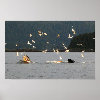 big mouth humpback poster