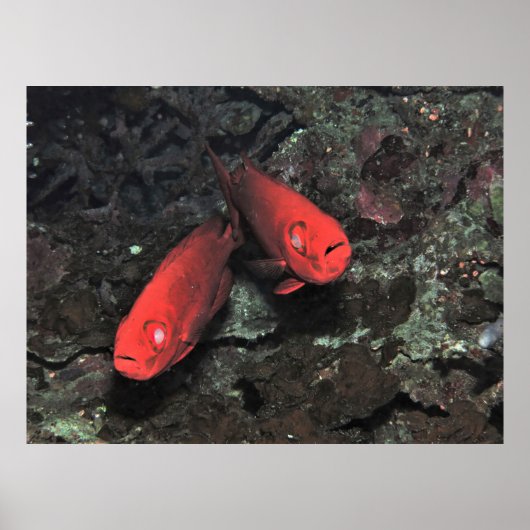 Big 'Ol Pair of Bigeyes Poster (Vorne)