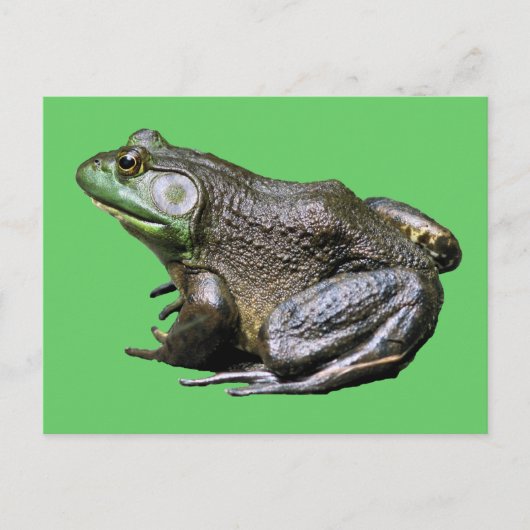 Big Old Bullfrog Animal Postcard Postkarte (Vorderseite)