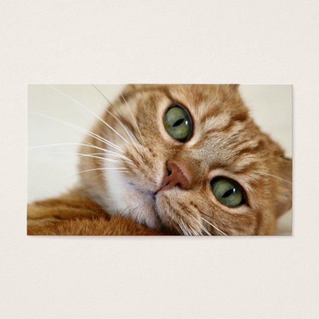 Big Orange Kitty (Vorderseite)