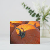 Big Orange Pumpkin Postkarte (Stehend Vorderseite)