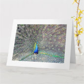 Big Peacock Grußkarte Karte (Gelbe Blume)