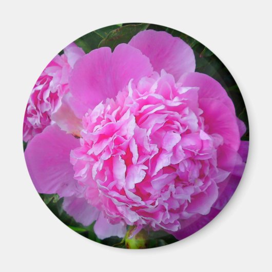 Big Pink Blume Magnet (Vorne)