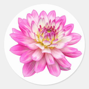 Big Pink Dahlia Runder Aufkleber