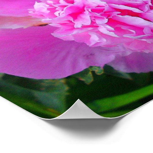 Big Pink Peony Poster (Ecke)