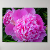 Big Pink Peony Poster (Vorne)