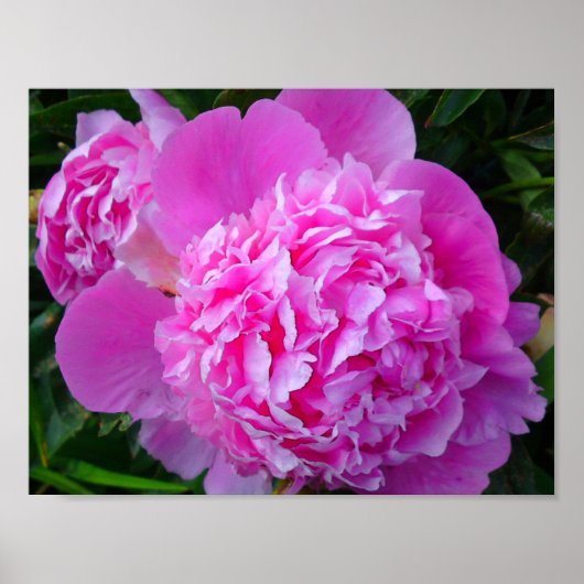 Big Pink Peony Poster (Vorne)