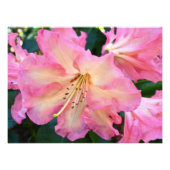 Big Pink Rhododendron Bloom Floral Fotodruck (Vorne)