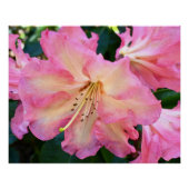 Big Pink Rhododendron Bloom Floral Poster (Vorderseite)