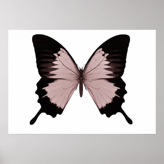 Big Red & Black Butterfly Poster (Vorne)