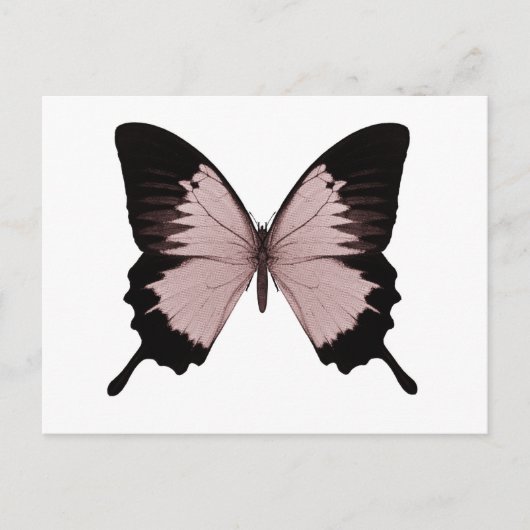 Big Red & Black Butterfly Postkarte (Vorderseite)