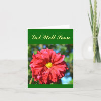 "Big Red Dahlia with Yellow 'Button' Center"