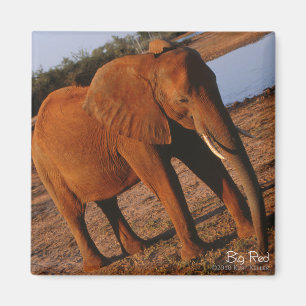 Big Red Elephant Magnet
