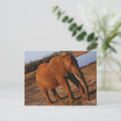 Big Red Elephant Postcard Postkarte (Stehend Vorderseite)