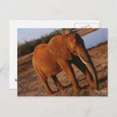 Big Red Elephant Postcard Postkarte (Vorne/Hinten)