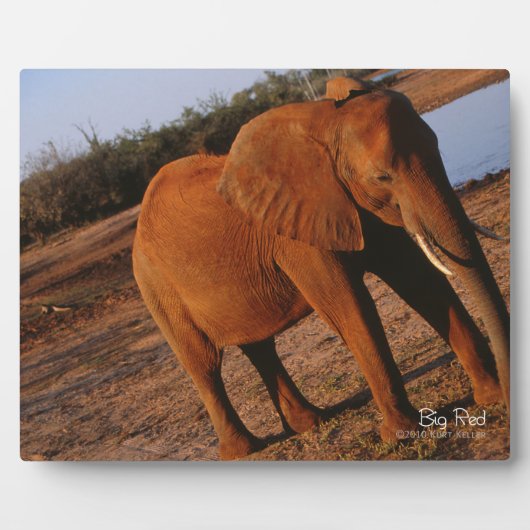 Big Red Fotoplatte (Vorderseite)