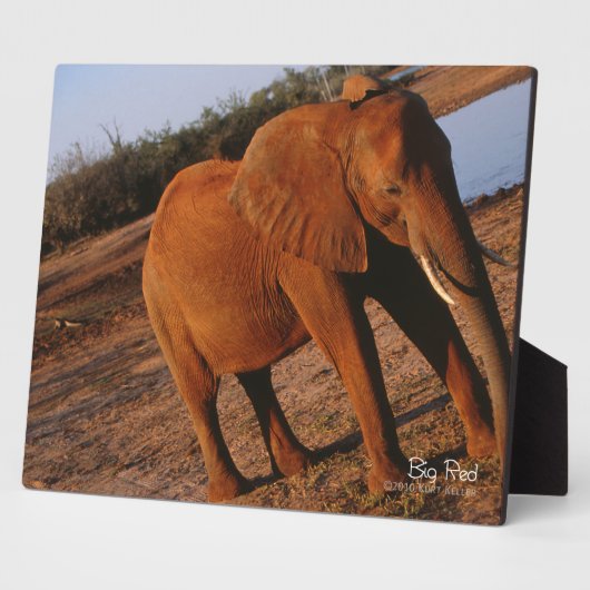 Big Red Fotoplatte (Seite)