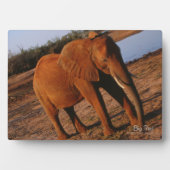 Big Red Fotoplatte (Vorderseite)