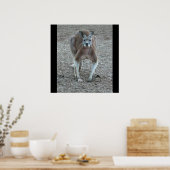 Big Red Kangaroo Print Poster (Küche)