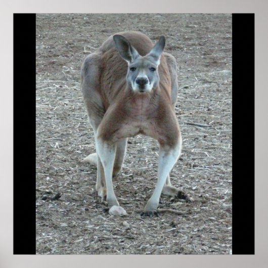 Big Red Kangaroo Print Poster (Vorne)