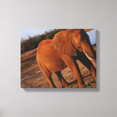 Big Red Leinwanddruck (Vorderseite)