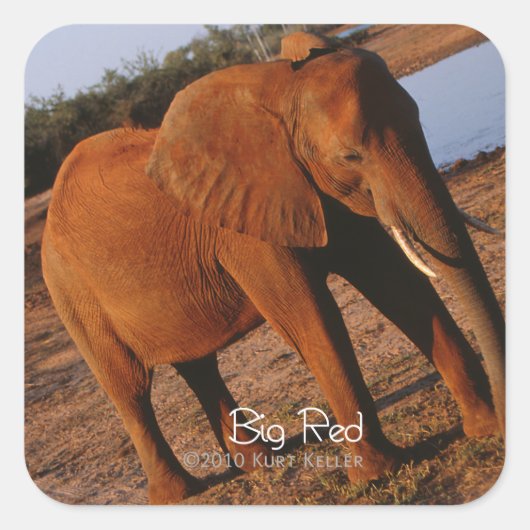 Big Red Quadratischer Aufkleber (Vorderseite)