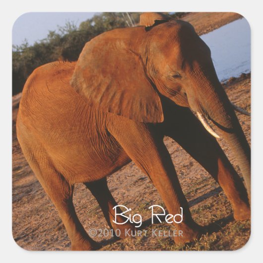 Big Red Quadratischer Aufkleber (Vorderseite)