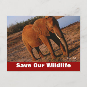 Big Red Rett Our Wildlife Postcard Postkarte