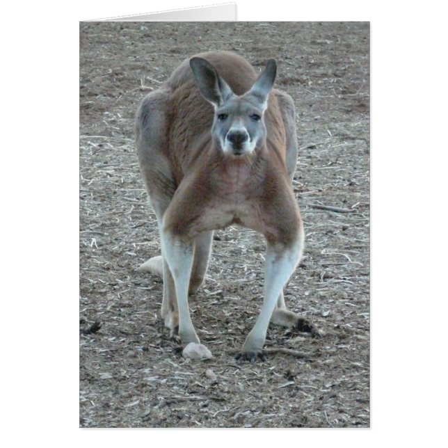Big Red Roo (Vorne)