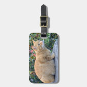 Big Red Tabby Gepäckanhänger (Vorderseite vertikal)