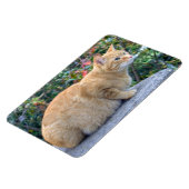 Big Red Tabby Magnet (Linke Seite)