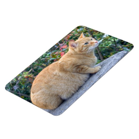 Big Red Tabby Magnet (Linke Seite)