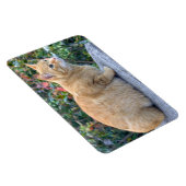 Big Red Tabby Magnet (Rechte Seite)