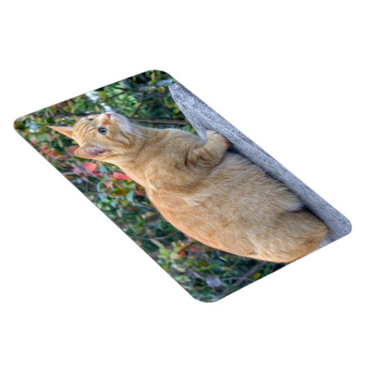 Big Red Tabby Magnet (Rechte Seite)